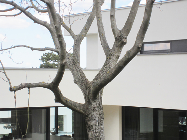 Haus m